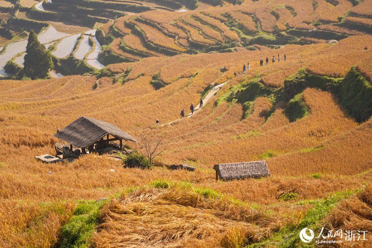 ‘นาขั้นบันไดอวิ๋นเหอ’ เหลืองทองรับฤดูใบไม้ร่วง ดึงนักท่องเที่ยวหลั่งไหลสู่เจ้อเจียง