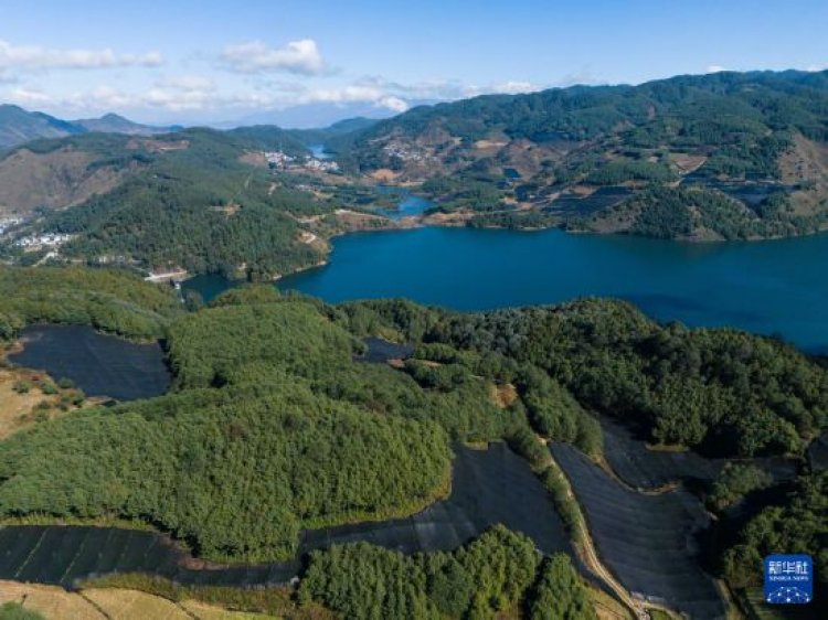 ‘เมืองเป่าซาน’ ดัน ‘วาซาบิ’ สร้างรายได้ชุมชน ขึ้นแท่นแหล่งปลูกใหญ่สุดในจีน