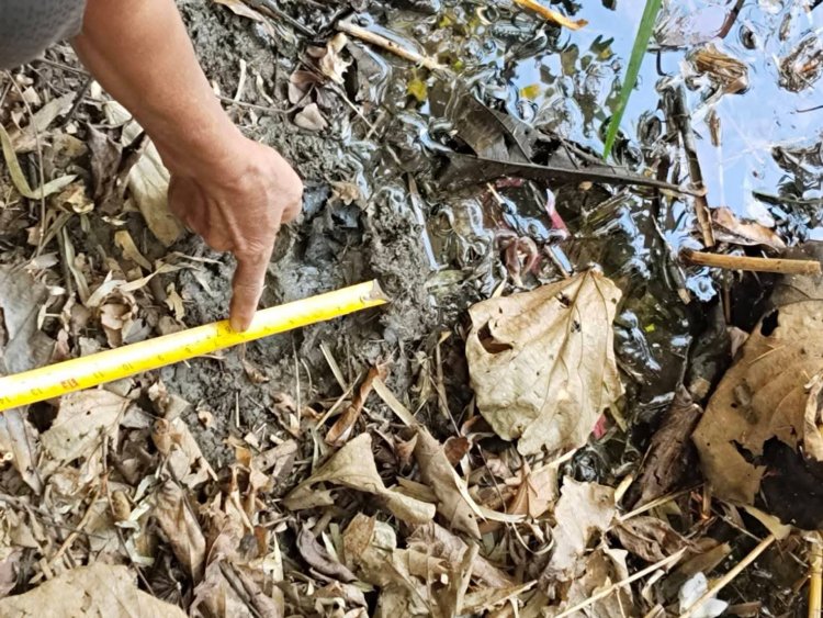 หวาดผวาทั้งหมู่บ้าน!พบรอยเท้าเสือโคร่งยักษ์โผล่ใกล้ชุมชนบ้านหนองบัว อ.แม่สอด