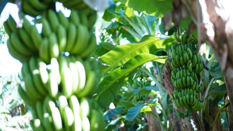 กล้วยหอมคาเวนดิช พืชอนาคตไกล ปลูกไม่พอบริโภค-ส่งออกฉลุย