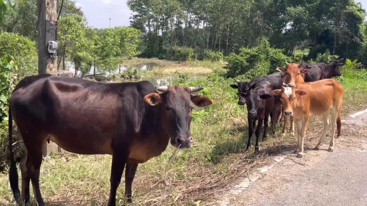 เกษตรกรตรังโอดสัตว์เลี้ยงซูบผอมหญ้าขาดแคลนหลังเกิดน้ำท่วมใหญ่
