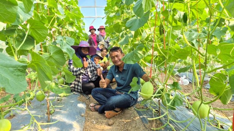 เกษตรกรบุรีรัมย์ต้นแบบ พลิกผืนนา "ปลูกผัก-เมล่อน"ขายสร้างรายได้ทุกวัน