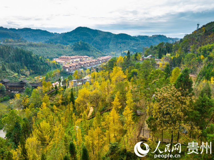 'หมู่บ้านต้นแปะก๊วยโบราณ' ดึงนักเรียน-นักท่องเที่ยวเรียนรู้วิถีธรรมชาติในกุ้ยโจว