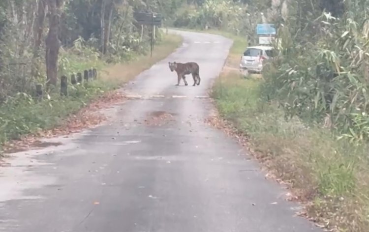 ทับลานปิดผารักษ์สลัดไดชั่วคราวป้องนนท.รับอันตรายจากเสือโคร่งโผล่เพ่นพ่าน