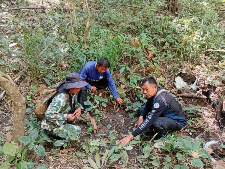 ชาวบ้านแม่กาษผวาดหนัก!พบรอยเท้าเสือโค่รงโผล่บริเวณป่าชุมชนบ้านแม่กึ๊ดหลวง