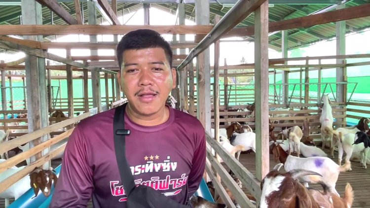 เกษตรกรตรังเลี้ยงแพะ 5 สายพันธุ์ยอดจองล้น-สร้างรายได้มั่นคง อาชีพยั่งยืน