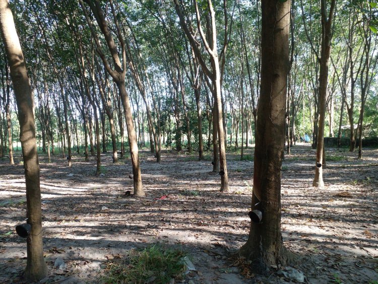 สู้รบเดือด!ไทย-เขมร กระทบชาวสวนยางชายแดนอีสานกว่า5.5หมื่นราย