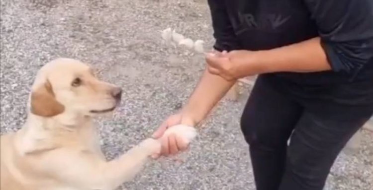 แปลก!น้องหมาแสนรู้อ้อนขอตังค์ซื้อขนม-ลูกชิ้นปิ๊งอาหารโปรดโอชะ