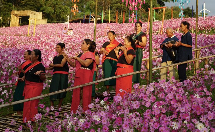ชัยภูมิเปิดทุ่งคอสมอสซับสะเลเต รับลมหนาวบนขุนเขา ดึงนักท่องเที่ยวปลายปี