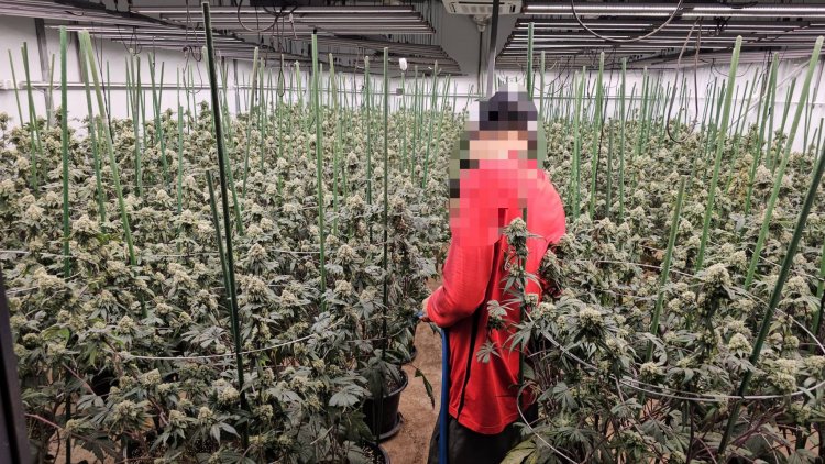 ดส.บุกจับชาวเวียดนามเปิดโกดังปลูกกัญชาเถื่อนยึดต้นกัญชากว่า 1,600 ต้น