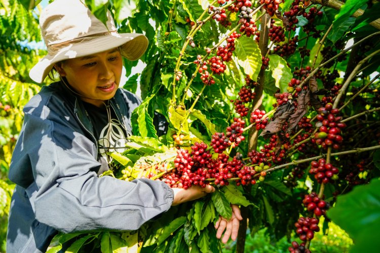 อนาคตกาแฟไทยสดใส ปี'68ผลิตได้ 16,534 ตัน ความต้องการตลาดโลก 10.16 ล้านตัน