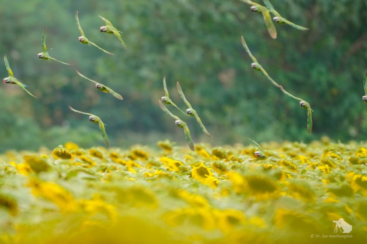 ฝูง "นกแขกเต้า" หลายพันตัว อวดโฉมโผบินฉกกินเมล็ดทานตะวันในไร่มณีศร