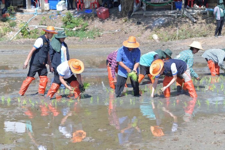 ‘สุขเต็มนา RIo10@ทุ่งบางกุ่ม’แปลงต้นแบบ‘นาเปียกสลับแห้ง’