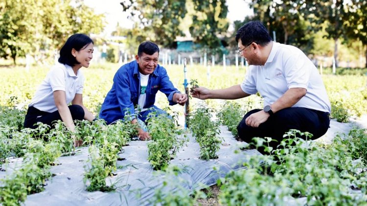 “กะเพราป่า” สร้างความมั่นคงอาหาร ยกระดับเกษตรกรไทย