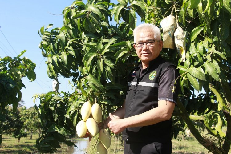 ชาวสวนมะม่วงเฮ!ผลผลิตดีราคาพุ่งรับอานิสงส์ปิดด่านไทย-กัมพูชา