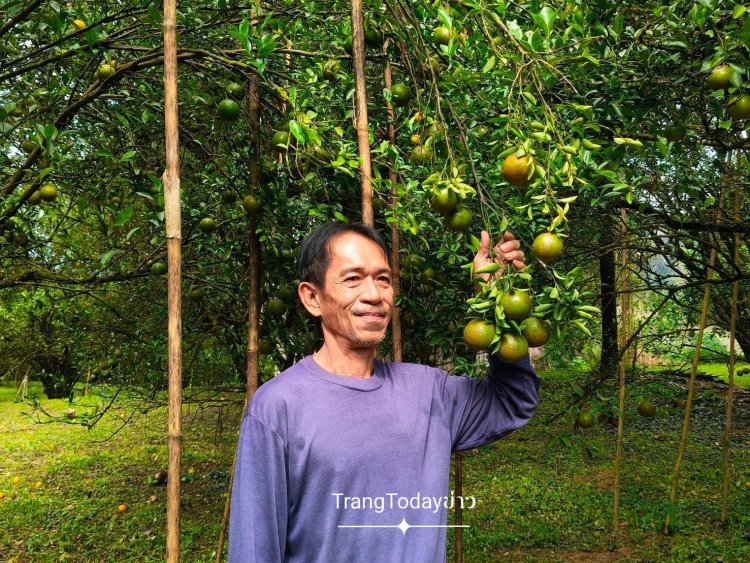 ส้มโชกุนตรังคึกคัก!ยอดจองทะลักรับเทศกาล "ปีใหม่–ตรุษจีน" แล้วเกือบ 2 ตัน