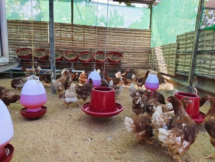 "ฟาร์มไก่ไข่" เข้มมาตรการป้องกัน "ไข้หวัดนก" ย้ำไข่ไก่ของไทยปลอดภัย–มีเพียงพอ