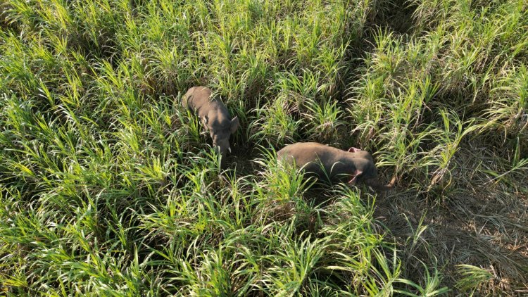 ผวายกหมู่บ้าน!ช้างป่าอ่างฤาไนข้ามฝั่งจากแปดริ้วมาหากินไกลถึงปราจีนฯบุกพังรั้วโรงเรียน-รั้วชาวบ้าน