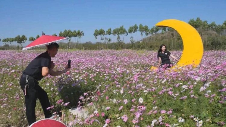 ฟีลเมืองนอก!“ทุ่งคอสมอสบ้านหนองจาน”สระบุรี สวยละลานตา โอบกอดขุนเขา 360 องศา