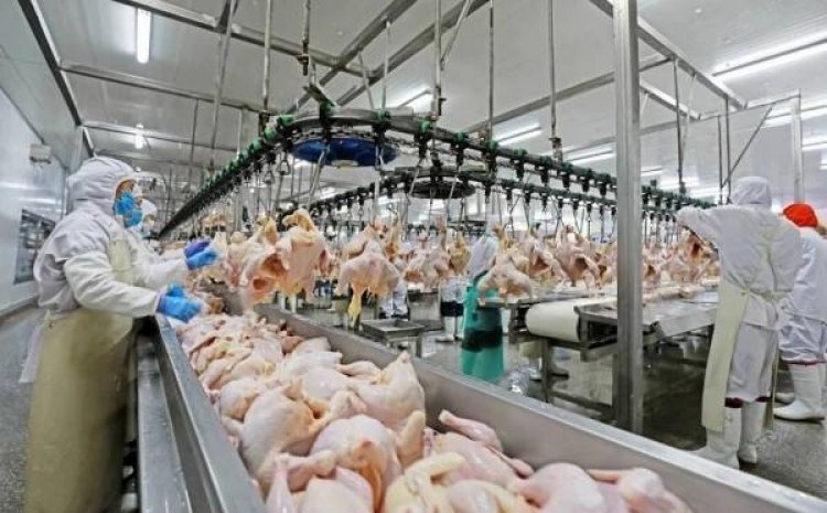 นายกสมาคมไก่หวั่นค่าบาทแข็งเกินไปสร้างวิกฤตใหญ่ส่งออกครึ่งปีหลัง 69