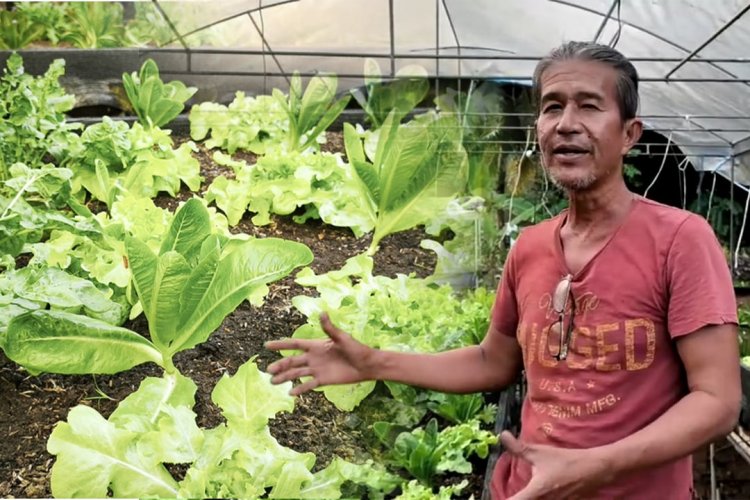 “สวนพี่ไก่ หาดป่าทราย” คนต้นแบบเกษตรอินทรีย์กลางเกาะยาวน้อย