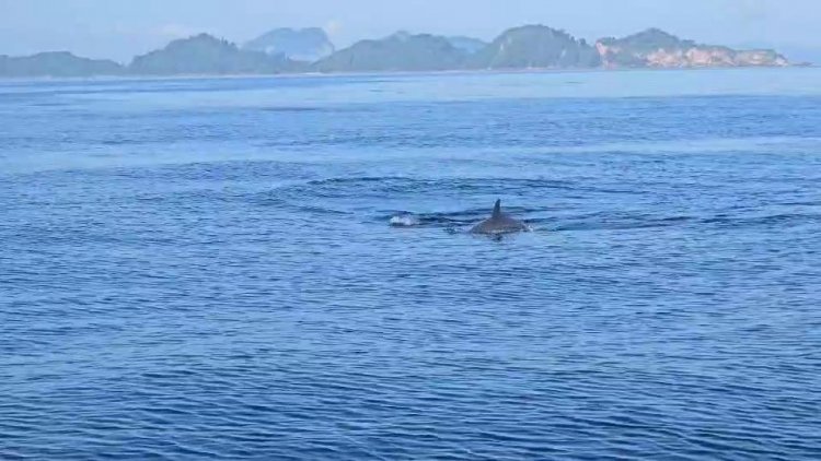 ตื่นตาตื่นใจ! ฝูงโลมาโผล่ว่ายน้ำอวดโฉมใกล้ชิดนักท่องเที่ยวรับเทศกาลปีใหม่