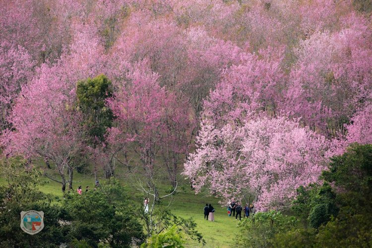 “นางพญาเสือโคร่ง” ภูลมโล บานสะพรั่งสีชมพูอวดโฉมนักท่องเที่ยวรับปีใหม่