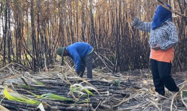 หวั่นไทย-กัมพูชา ปะทะรอบ 3 คนชายขอบสุรินทร์เร่งเก็บเกี่ยวผลผลิตเกษตร