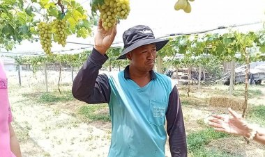 พ่อลูกนำความรู้สมัยทำงานที่อิสราเอล พลิกที่นาปลูกองุ่นโรงเรือน มีผลผลิตทั้งปี