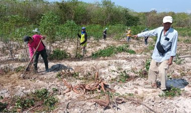 ชาวไร่ปราจีนบุรีเร่งถอนมันสำปะหลังก่อนกำหนดขายหนีโขลงช้างป่าบุกทำลายพืชผล