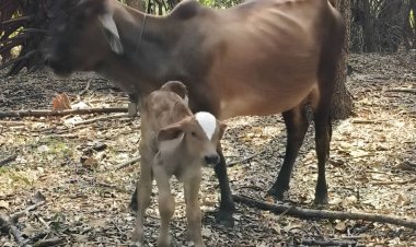 ฮือฮาทั้งตำบล! ลูกวัวหน้าผากรูปใบโพธิ์–ปลายหางขาวเข้าตำรา”พญาวัว”ไม่เคยพบในรอบ 20 ปี