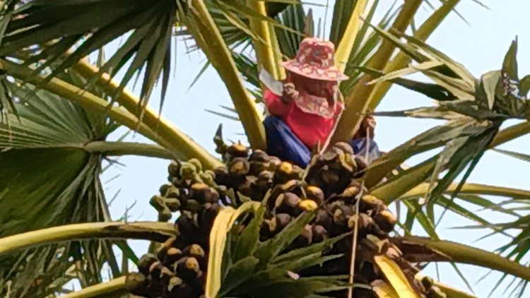 หนุ่มปราจีนบุรีปีนต้นตาลเฉาะลอนสดขายตลาดนัดสร้างรายได้วันละกว่า 1 พันบาท