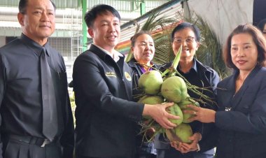 พลิกวิกฤตใช้กลไก "สหกรณ์ช่วยสหกรณ์"ระบายมะพร้าวน้ำหอม-สกัดราคาตกต่ำ