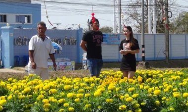 เกษตรกรมุกดาหารยิ้มชาวไทย-เทศแห่ซื้อดาวเรืองดันรายได้พุ่ง