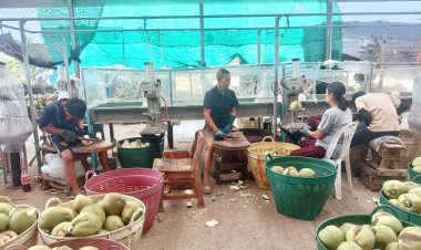 พืชเศรษฐกิจสงขลา "มะพร้าวน้ำหอม"ผลผลิตล้นตลาดฉุดราคาตกต่ำจี้รัฐกู้วิกฤต