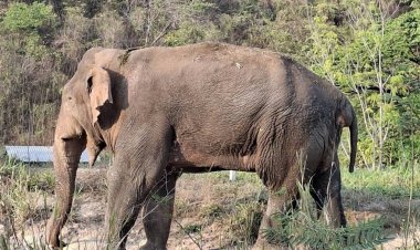 กรมอุทยานฯเผยตรวจพบ "พลายด้วน"เป็นฝี ไม่ใช่ขยะพลาสติก เตรียมให้ยาต่อเนื่อง