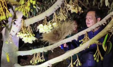 ผู้ว่าฯศรีสะเกษ เปิดกิจกรรมปัดดอกด้วยรัก ผสมเกสรด้วยใจ ทุเรียนภูเขาไฟศรีสะเกษ"