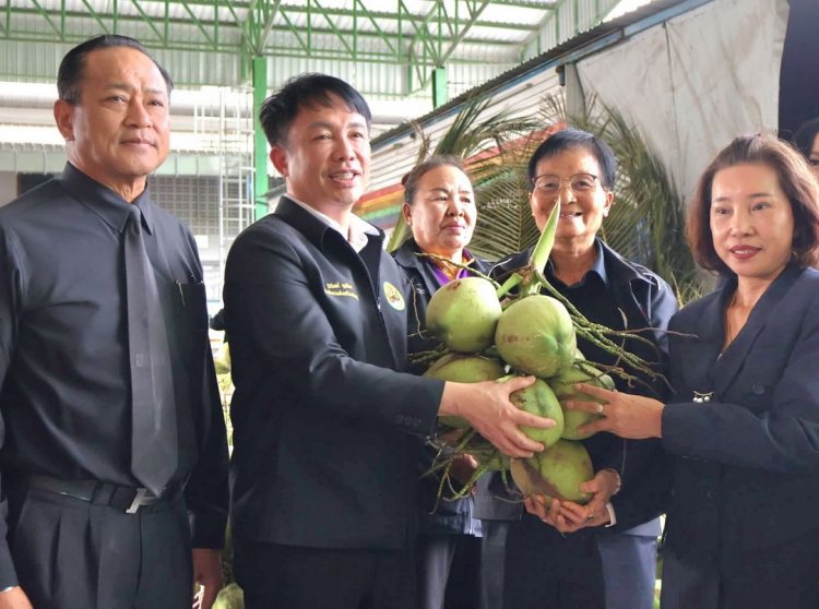 พลิกวิกฤตใช้กลไก "สหกรณ์ช่วยสหกรณ์"ระบายมะพร้าวน้ำหอม-สกัดราคาตกต่ำ