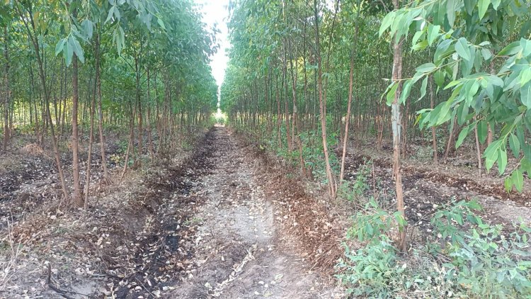 ชาวกบินทร์บุรีโวยนายทุนลักลอบขนน้ำเสียรง.รดร่องสวนยูคาฯใกล้หมู่บ้านส่งกลิ่นเหม็นคลุ้ง