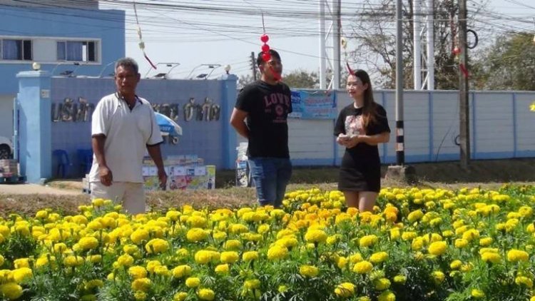 เกษตรกรมุกดาหารยิ้มชาวไทย-เทศแห่ซื้อดาวเรืองดันรายได้พุ่ง