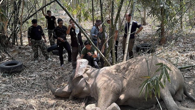 สุดยื้อ! แม่ช้างป่าบาดเจ็บที่สระแก้วล้มแล้ว หลังทีมสัตวแพทย์ระดมกำลังช่วย 3 วันเต็ม
