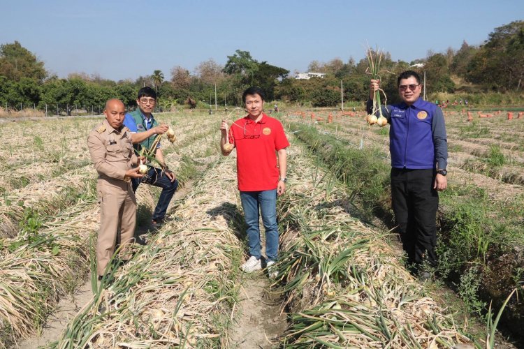 เกษตรเดือดร้อน!ผลผลิตหอมหัวใหญ่เชียงใหม่ล้น เร่งกู้วิกฤตราคาตกต่ำ