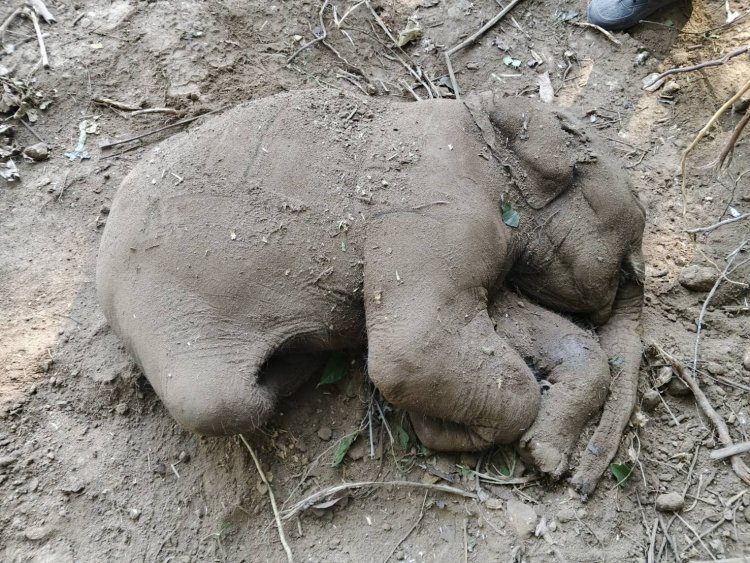สุดเศร้า! แม่ช้างป่าเขาใหญ่ตกลูกใกล้แนวเขตป่าติดสนามกอล์ฟลูกช้างล้มตามธรรมชาติ