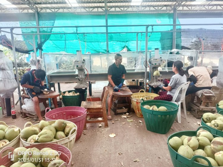 พืชเศรษฐกิจสงขลา "มะพร้าวน้ำหอม"ผลผลิตล้นตลาดฉุดราคาตกต่ำจี้รัฐกู้วิกฤต