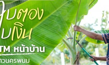 “ใบตอง ใบเงิน” เปลี่ยนกล้วยริมรั้วเป็นตู้ ATM หน้าบ้าน สร้างรายได้เกษตรกร 8,000–9,000 บาทต่อเดือน
