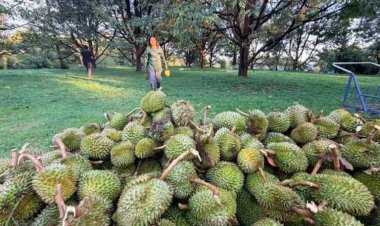 พายุฤดูร้อนถล่มสวนทุเรียนตราดพังยับลูกใกล้ตัดขายร่วงเกลื่อนชาวสวนช็อกสูญนับล้าน