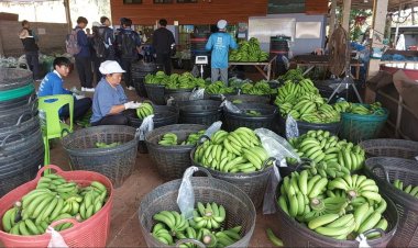 "กล้วยหอมทองเสิงสาง"เร่งจด GI ปักหมุดโคราชสู่ตลาดโลก ดันส่งออกญี่ปุ่นทะลุพันตันต่อปี
