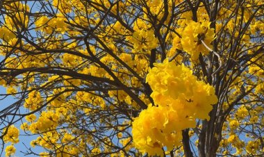 ดอกไม้หน้าแล้งเบ่งบานสะพรั่งสวยงามทั่วเมืองเชียงใหม่เสียดายนทท.หดหาย