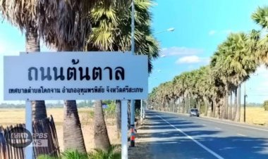 สืบสานปณิธาน "ดาบวิชัย"ดูแลรักษา"ถนนต้นตาล"เชิดหน้าชูตาคนโคกจาน