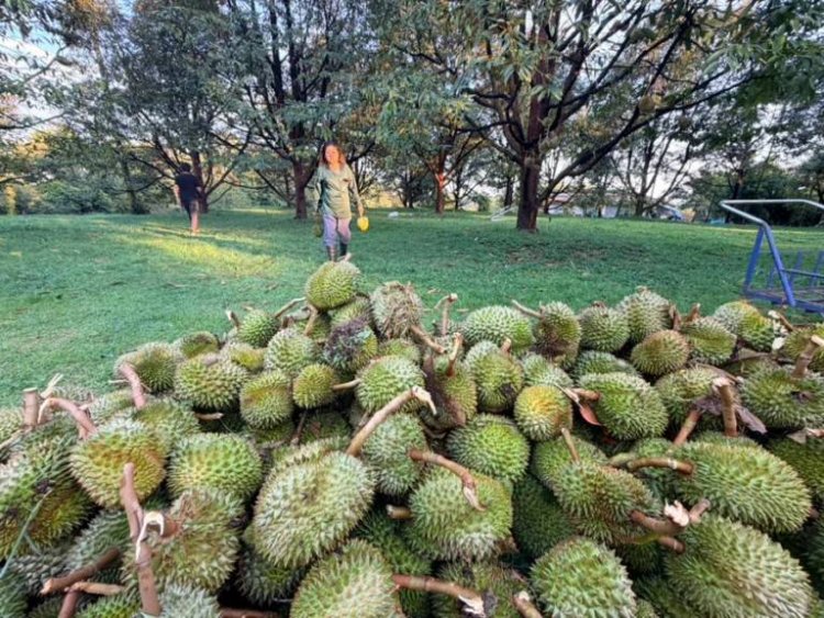 พายุฤดูร้อนถล่มสวนทุเรียนตราดพังยับลูกใกล้ตัดขายร่วงเกลื่อนชาวสวนช็อกสูญนับล้าน